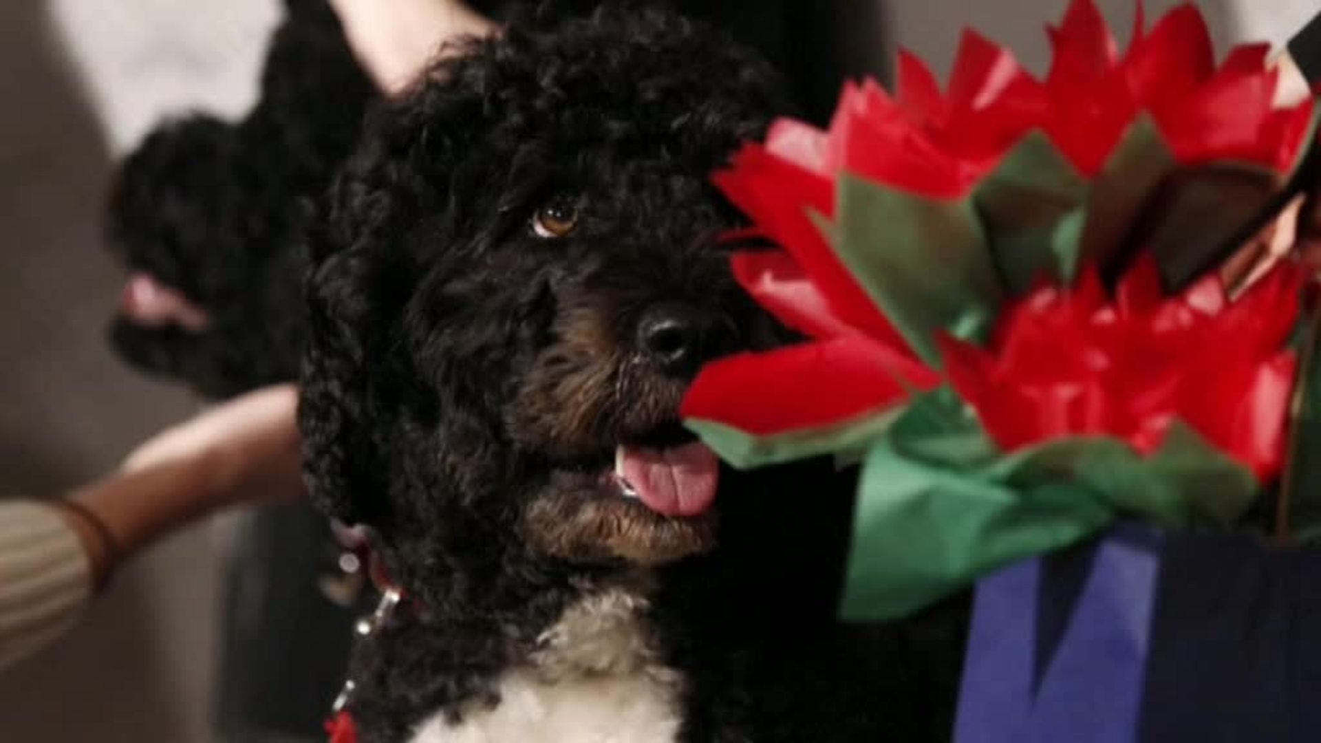 Muere Bo, el célebre perro de aguas del expresidente Barack Obama